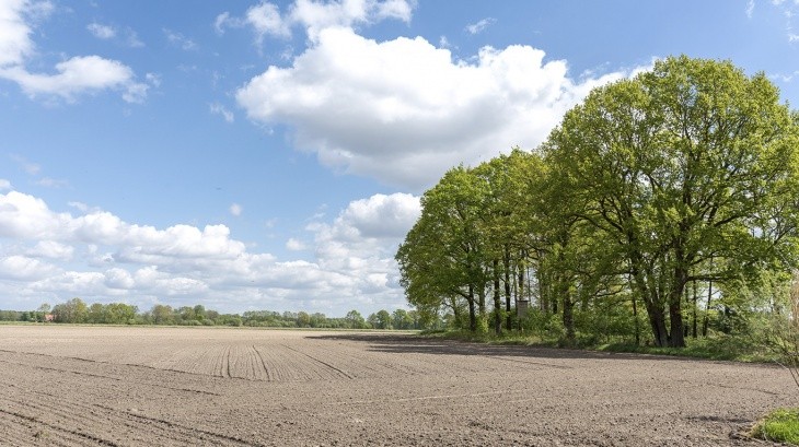 9 de Julio perdería un 50% del trigo a cosechar e impactaría en ganadería