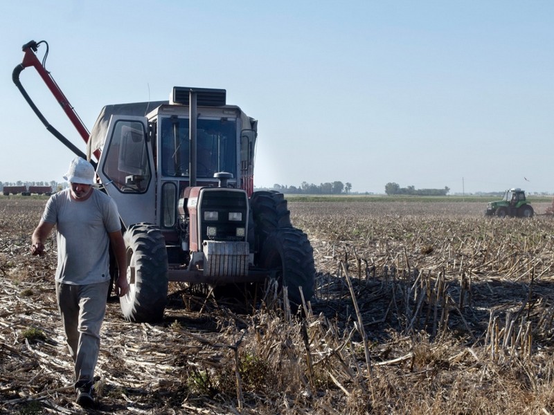 La persistente sequía castiga con fuerza a los productores de trigo de la zona núcleo