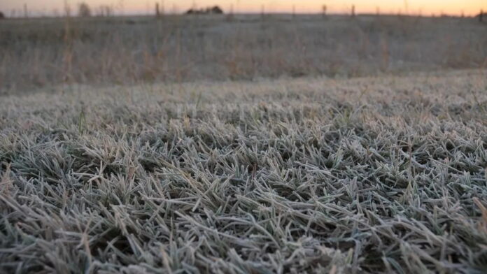 No solo sequía: productores piden al Gobierno asistencia para afrontar daños por heladas