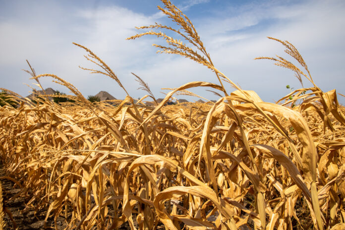 Los productores bonaerenses afectados por la sequía ya pueden aplicar para recibir beneficios impositivos