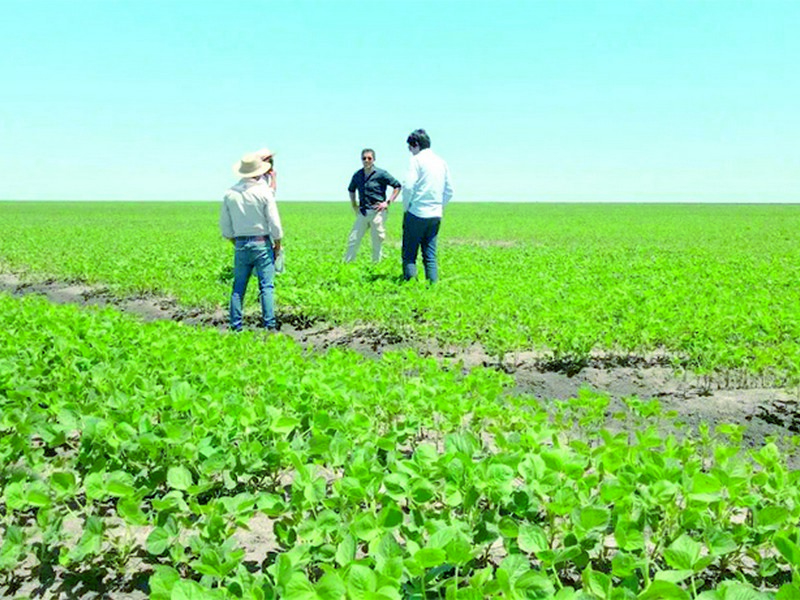 La sequía, que ya golpeó fuerte al trigo ahora le pega a la soja