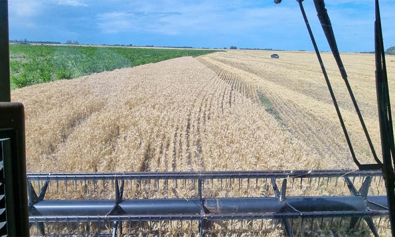 Informe Agro Semanal: los productores trigueros de Junín tienen rindes de quebranto