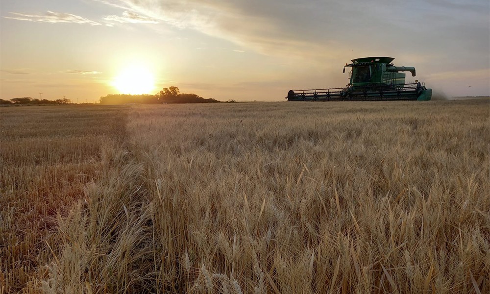 Continúa la sequía y ya se conocen los resultados de los primeros lotes