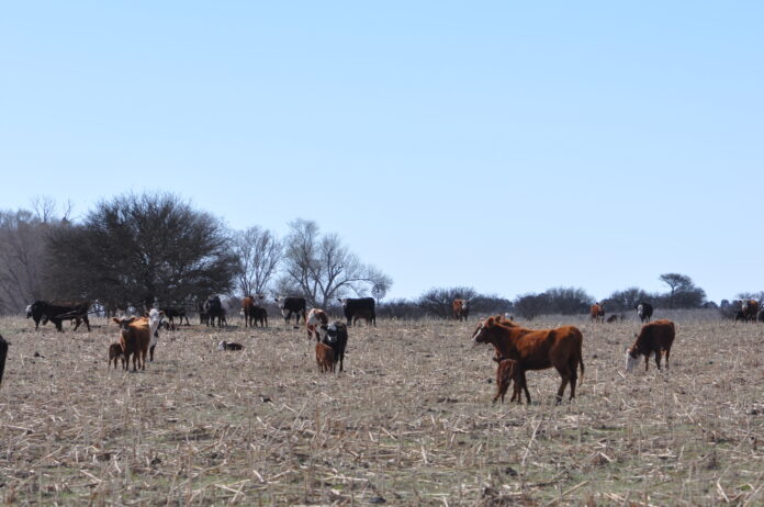 Unos 110 distritos bonaerenses sufren sequías entre severas y moderadas