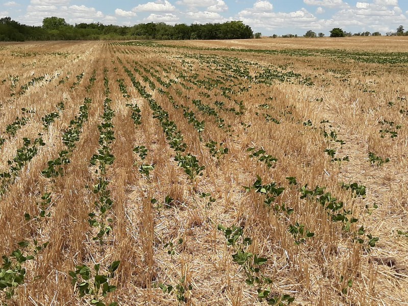 “Políticos: pónganse los pantalones y salven al campo”