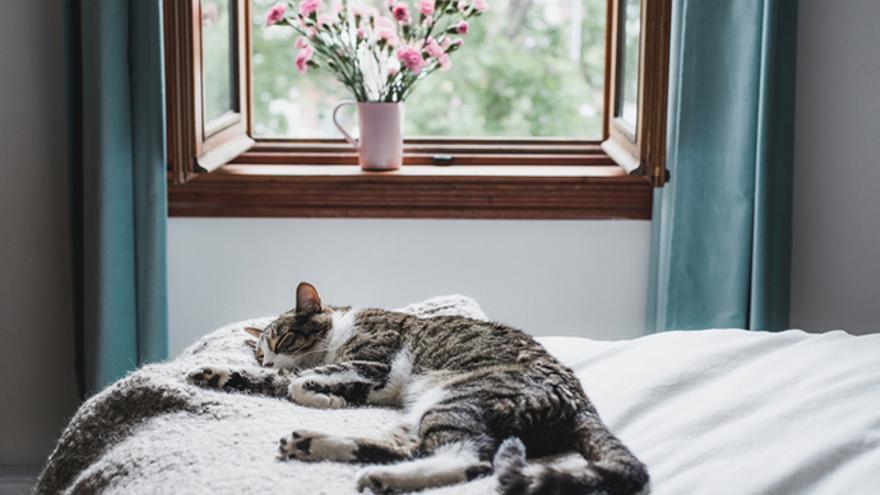 Seis maneras de proteger a tus mascotas de los insectos