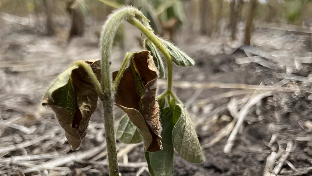 Estiman que se perdió casi la mitad de la soja en la zona núcleo