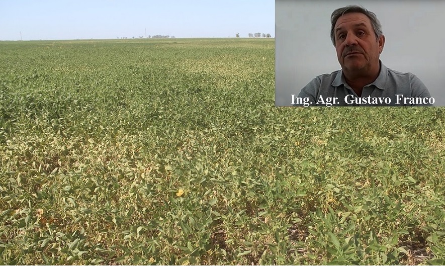 ¿Cómo están los cultivos en Junín?, informe de situación