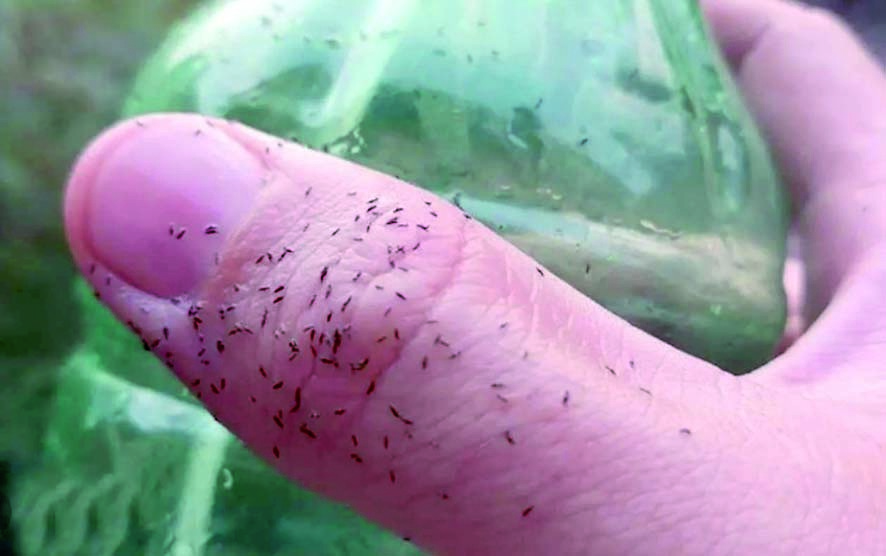 En Junín también detectan presencia de los insectos «Trips»