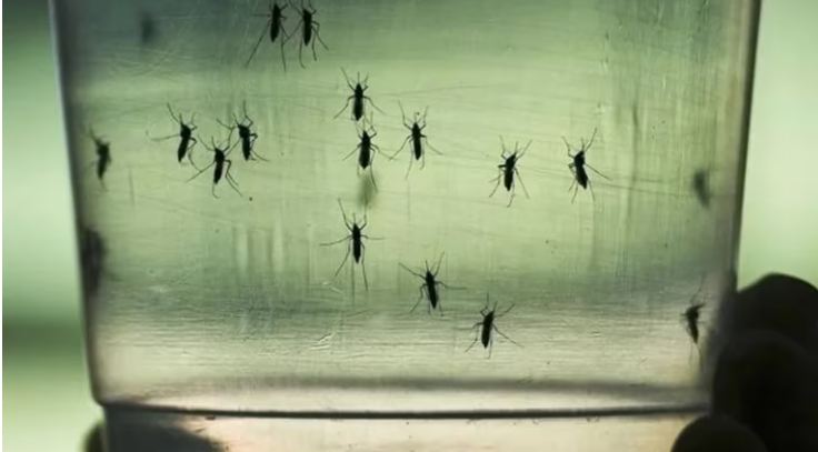 Alarma local por el  dengue en la provincia