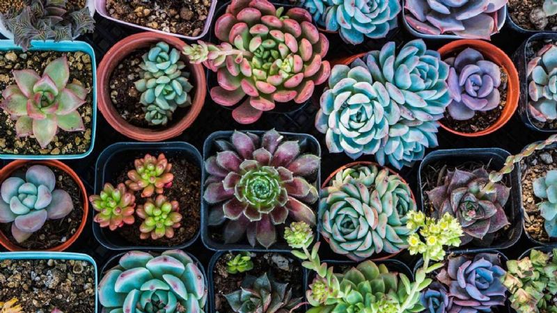 Cuáles son las suculentas de sombra y cómo hay que cuidarlas