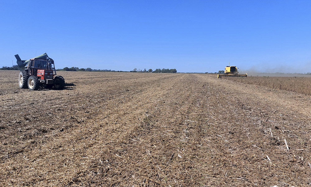 Zona núcleo: el rinde de la soja cae a 1400 kilos por hectárea