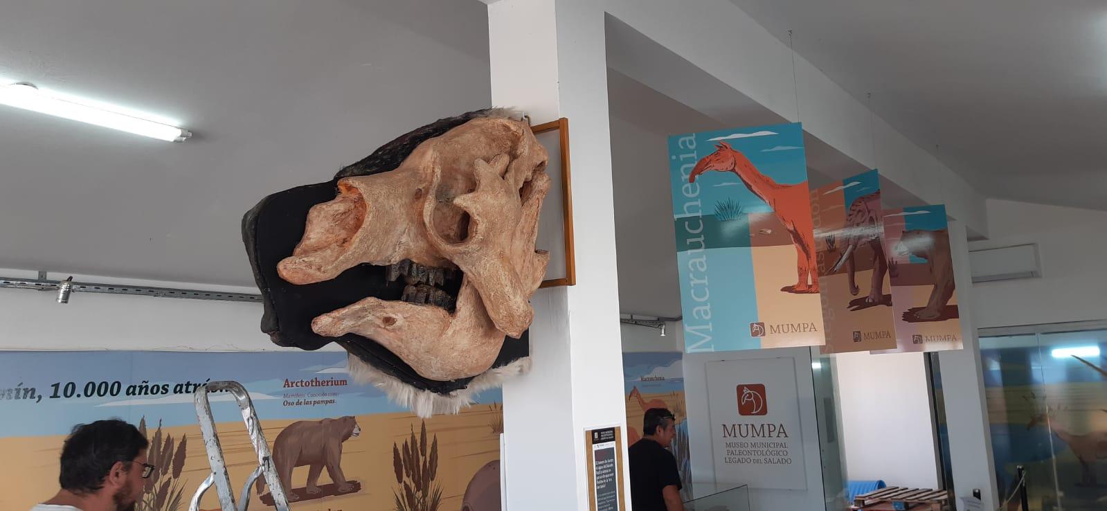 Realizan la réplica de un cráneo de Megatherium para el Museo Paleontológico
