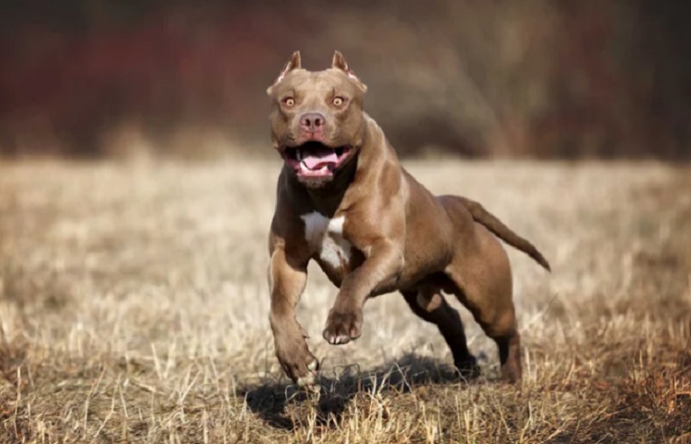 Olavarría: un niño de ocho años murió luego de ser atacado por un pitbull de su familia