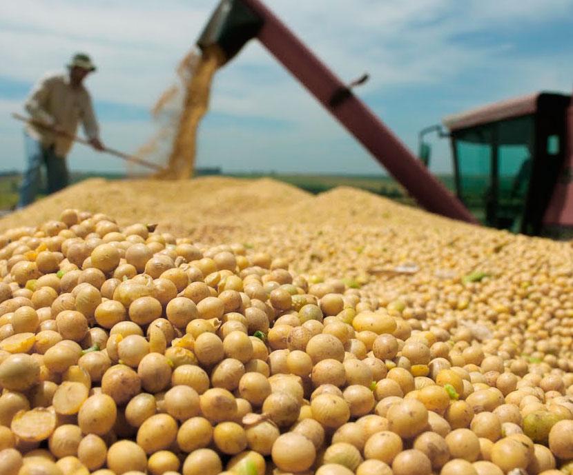 Estiman la peor cosecha de soja desde la campaña 1999/2000
