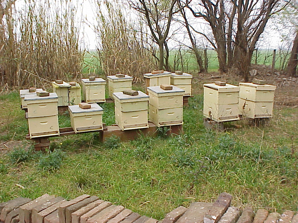 Apicultura en Junín: la mayor parte de la producción se exporta