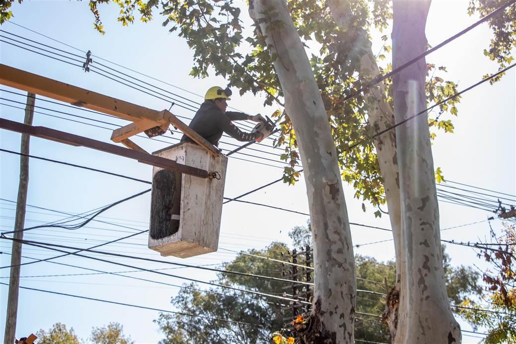 El municipio puso en marcha el plan integral de poda anual
