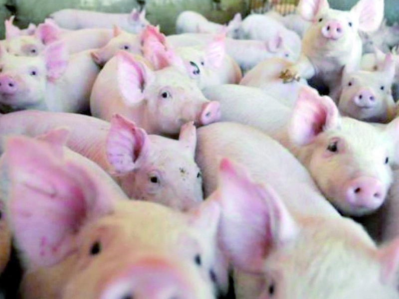 Análisis gratuitos para detectar triquinosis