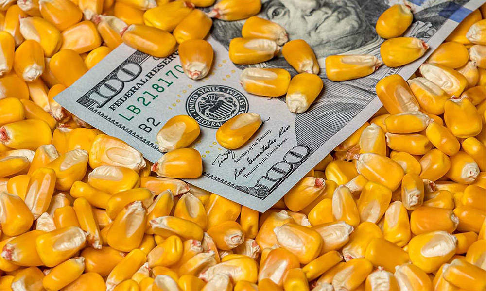 En su primera semana, qué paso con el nuevo Dólar Maíz