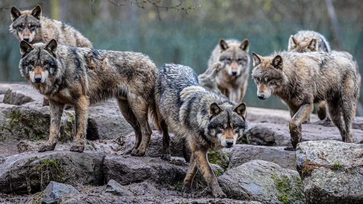 Advierten que es un «peligro» la reaparición de manadas de lobos en Europa