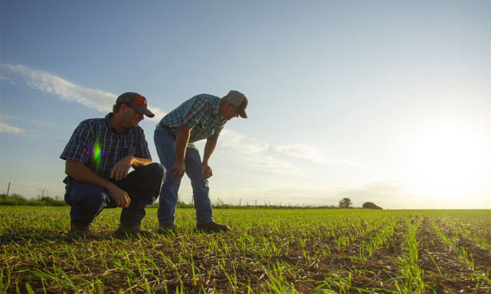 Gracias a las lluvias, renace el trigo y la esperanza