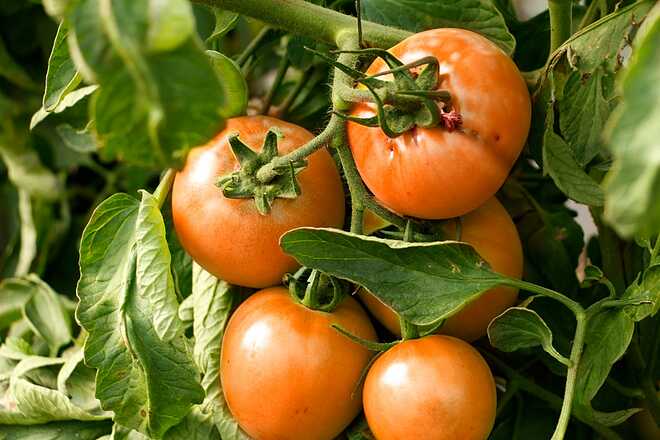 Se registró el tomate platense como especie criolla en el INASE