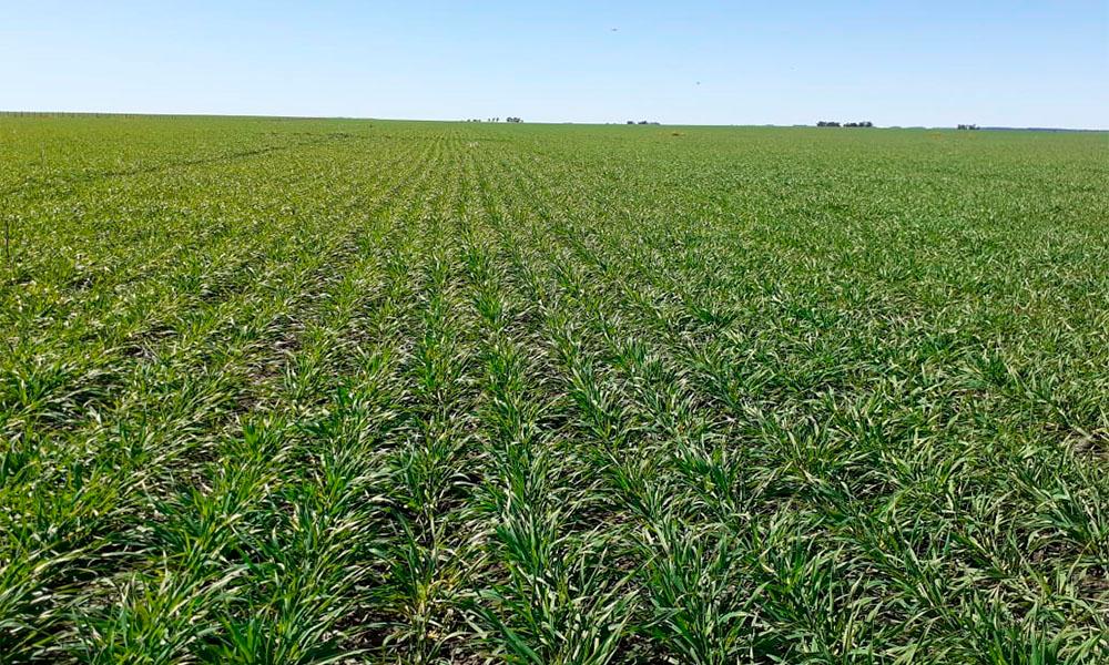 La mitad del trigo de la Pampa Húmeda está entre regular y malo