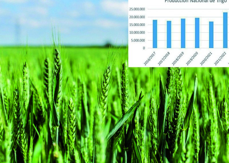 Se confirmó que las lluvias llegaron tarde para el trigo