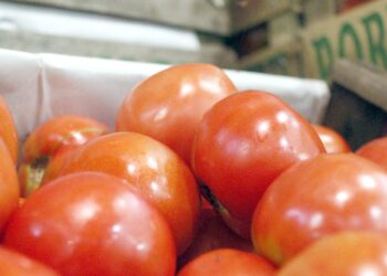 El precio del tomate alcanza niveles récord