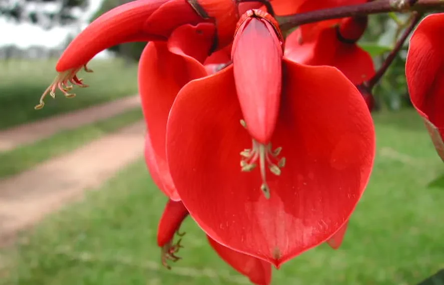 Día de la Flor Nacional: por qué es el ceibo y cuál es su leyenda