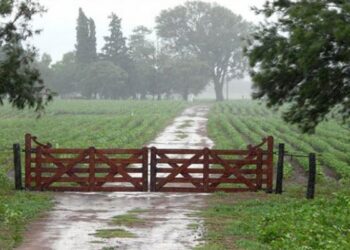 La lluvia trajo alivio al campo