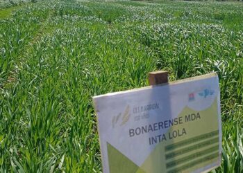 Desarrollo Agrario inscribió dos nuevas variedades de avena en el INASE