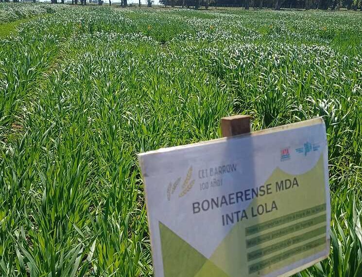 Desarrollo Agrario inscribió dos nuevas variedades de avena en el INASE