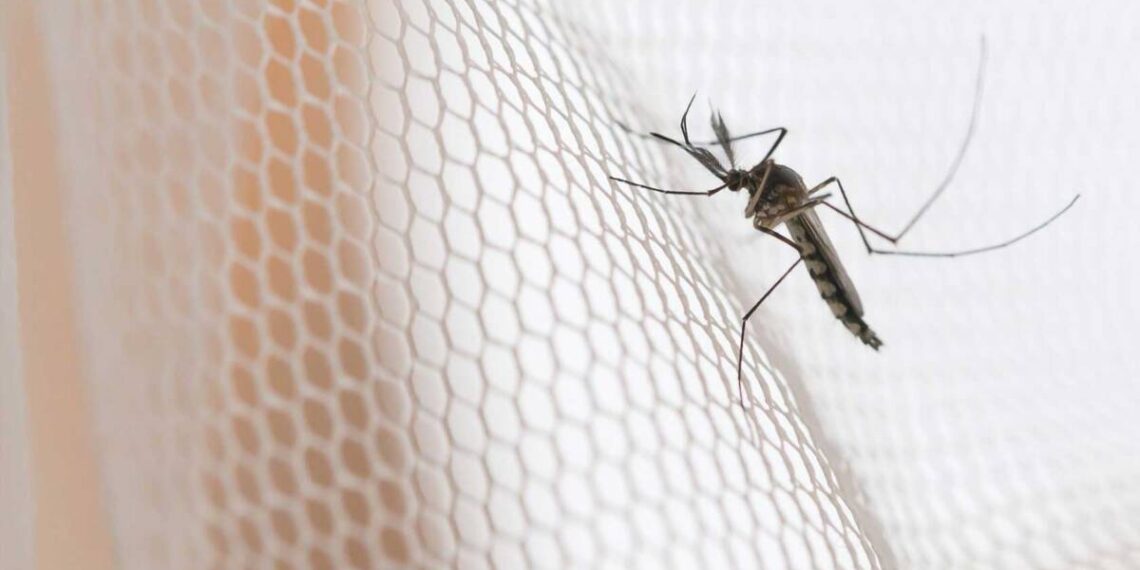 El truco infalible para evitar que los mosquitos entren a la casa