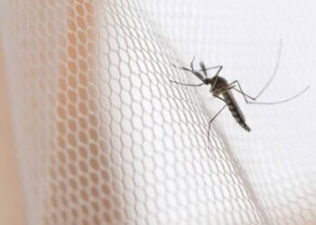 El truco infalible para evitar que los mosquitos entren a la casa