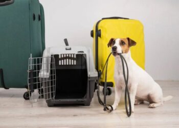 El Certificado Veterinario Internacional ya se puede gestionar de forma  virtual para viajar con perros y gatos