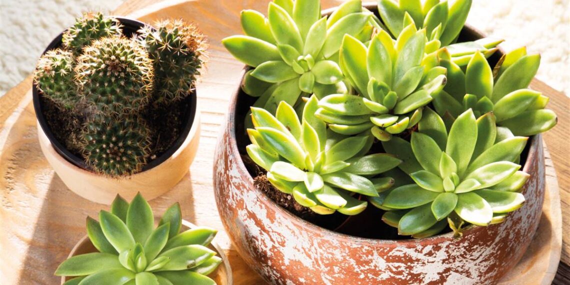 Cómo cuidar cactus y suculentas