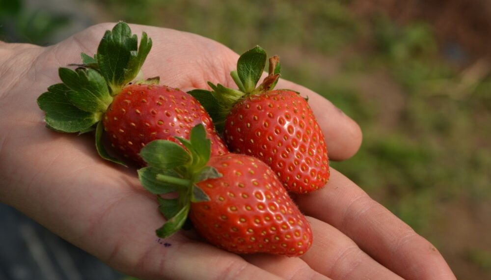 La falta de mano de obra impide la cosecha de frutillas en Coronda