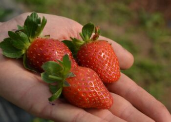La falta de mano de obra impide la cosecha de frutillas en Coronda