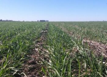 CRA advierte sobre la falta de insumos en plena siembra de soja y maíz