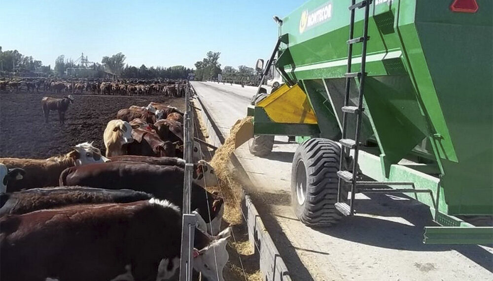 Los feedlots pierden hoy hasta 65.000 pesos por cabeza