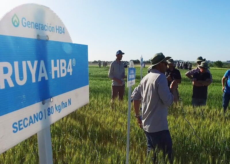 Mostraron los rindes del primer trigo tolerante a la sequía