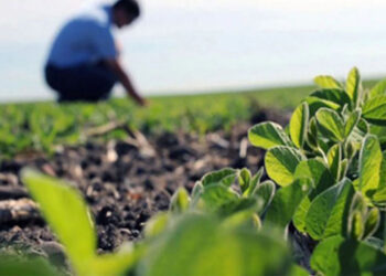 El INTA Pergamino publicó los márgenes brutos de los principales cultivos