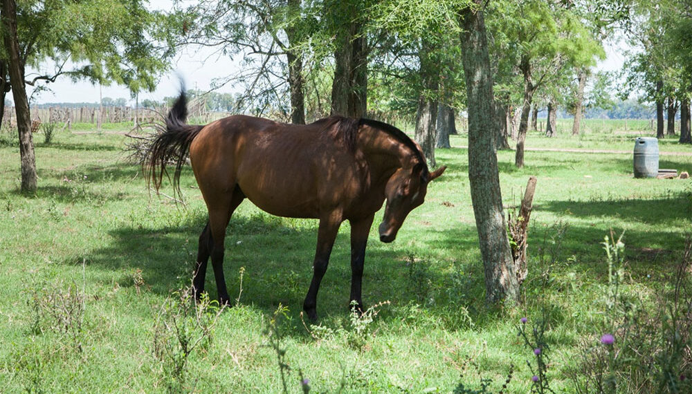 Apareció en Chacabuco un caso de encefalomielitis equina