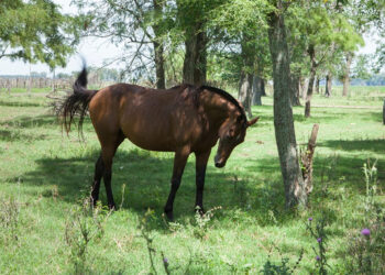 Apareció en Chacabuco un caso de encefalomielitis equina