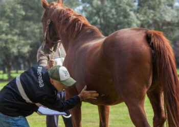 Encefalomielitis equina: las vacunas que aparecieron no son suficientes