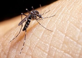 Invasión de mosquitos: piden reforzar  los cuidados para la prevención del dengue