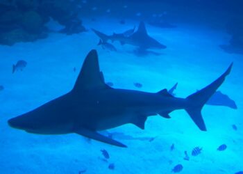 Murió atacada por un tiburón mientras practicaba remo en Bahamas