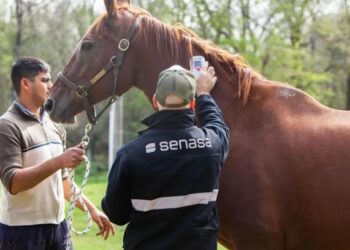 Qué es la encefalomielitis equina, la enfermedad  en caballos que ya afecta a siete provincias