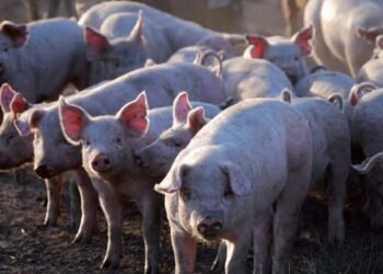 Se dificulta la situación del productor porcino